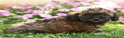 Mixed Breed dogs for sale: Maurice - Ad 2