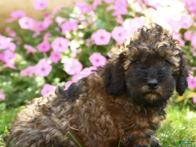 Mixed Breed dogs for sale: Maurice - Ad 2