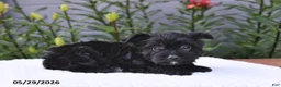 Yorkiepoo dogs for sale: Milo - Ad 2