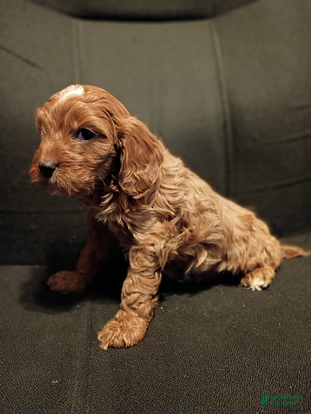 Cavapoo dogs for sale: Charlie - Ad 2