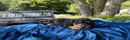Miniature Dachshund dogs for sale: Russian  - Ad 3