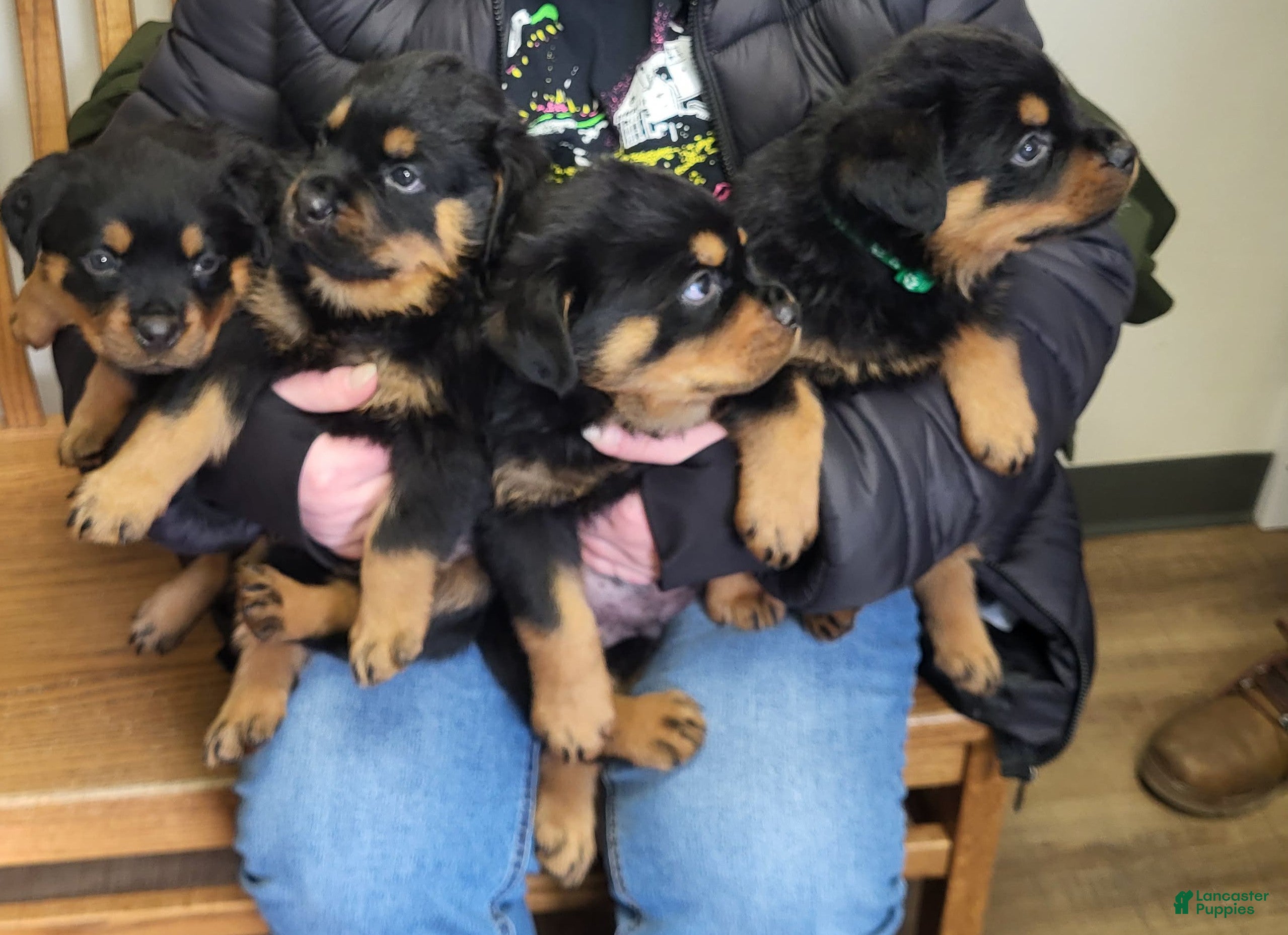 Rottweiler dogs Rottweiler Puppy 4 - Ad 1