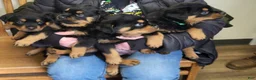 Rottweiler dogs for sale: Rottweiler Puppy 4 - Ad 1