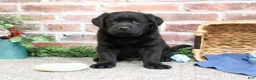 Labrador Retriever dogs for sale: Malachi - Ad 2