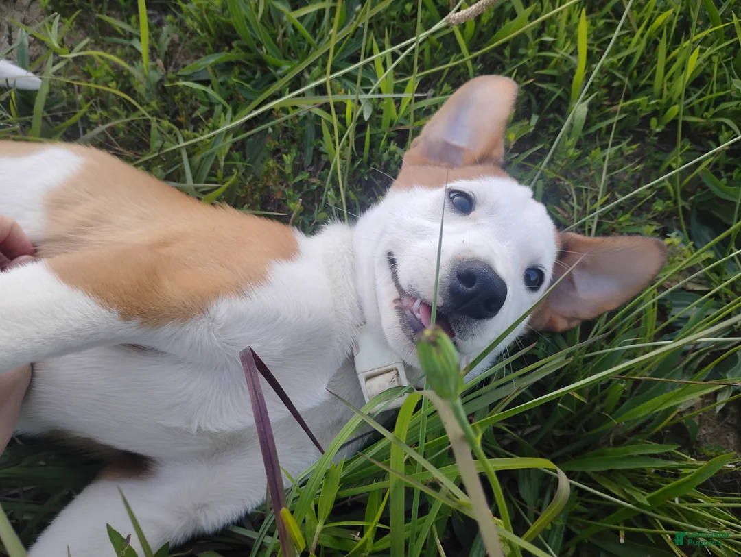 Mixed Breed dogs for sale: Buttercup  - Ad 1