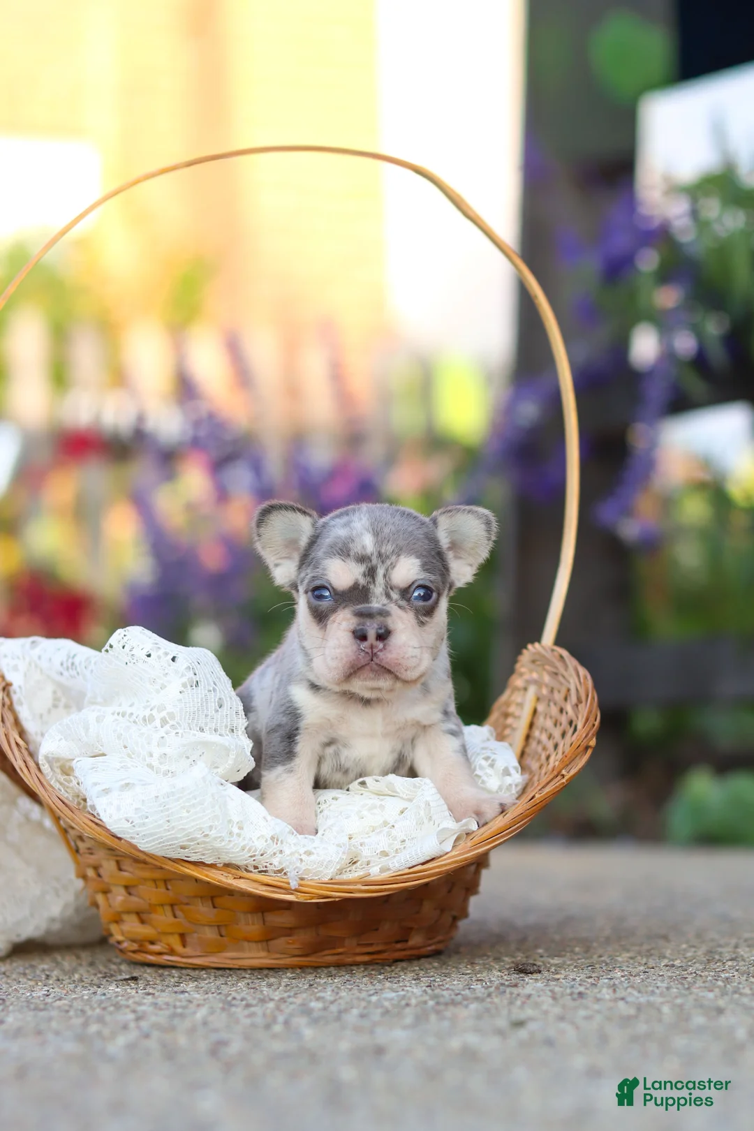 French Bulldog dogs for sale: Sienna - Ad 18