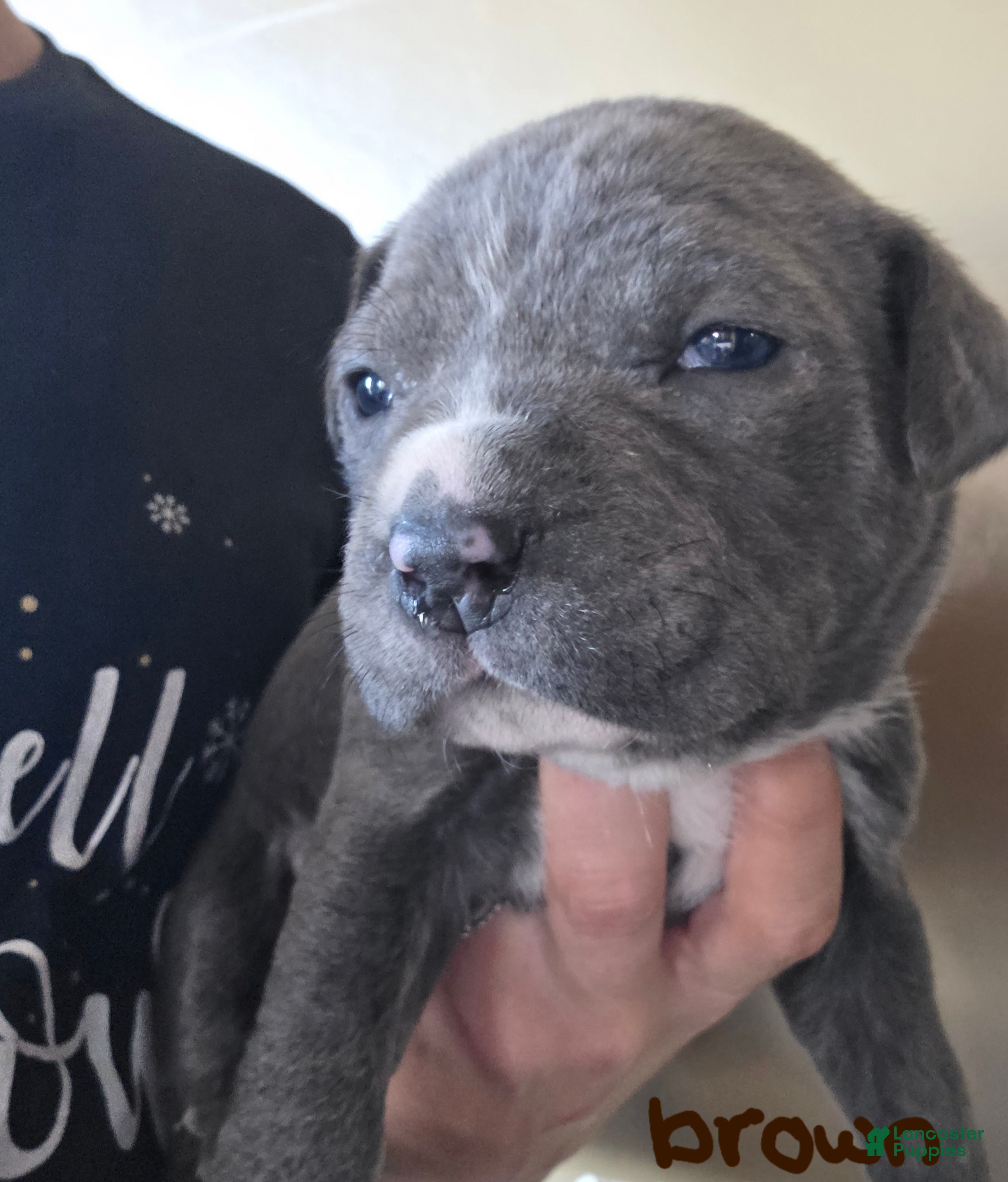 Mixed Breed dogs Pan - Ad 42