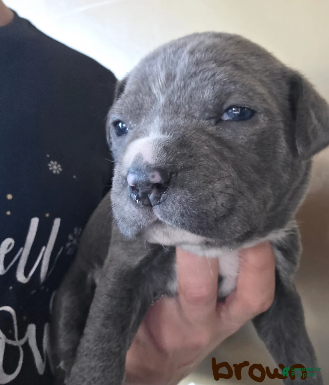 Mixed Breed dogs for sale: Pan - Ad 2