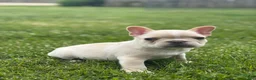 French Bulldog dogs for sale: Evan - Ad 3