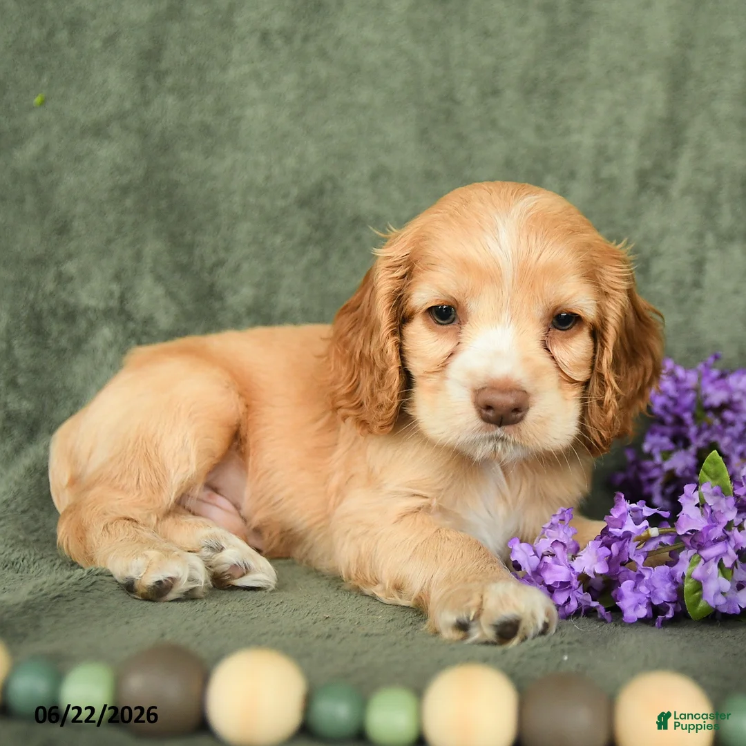 English Cocker Spaniel dogs for sale: Buster - Ad 3