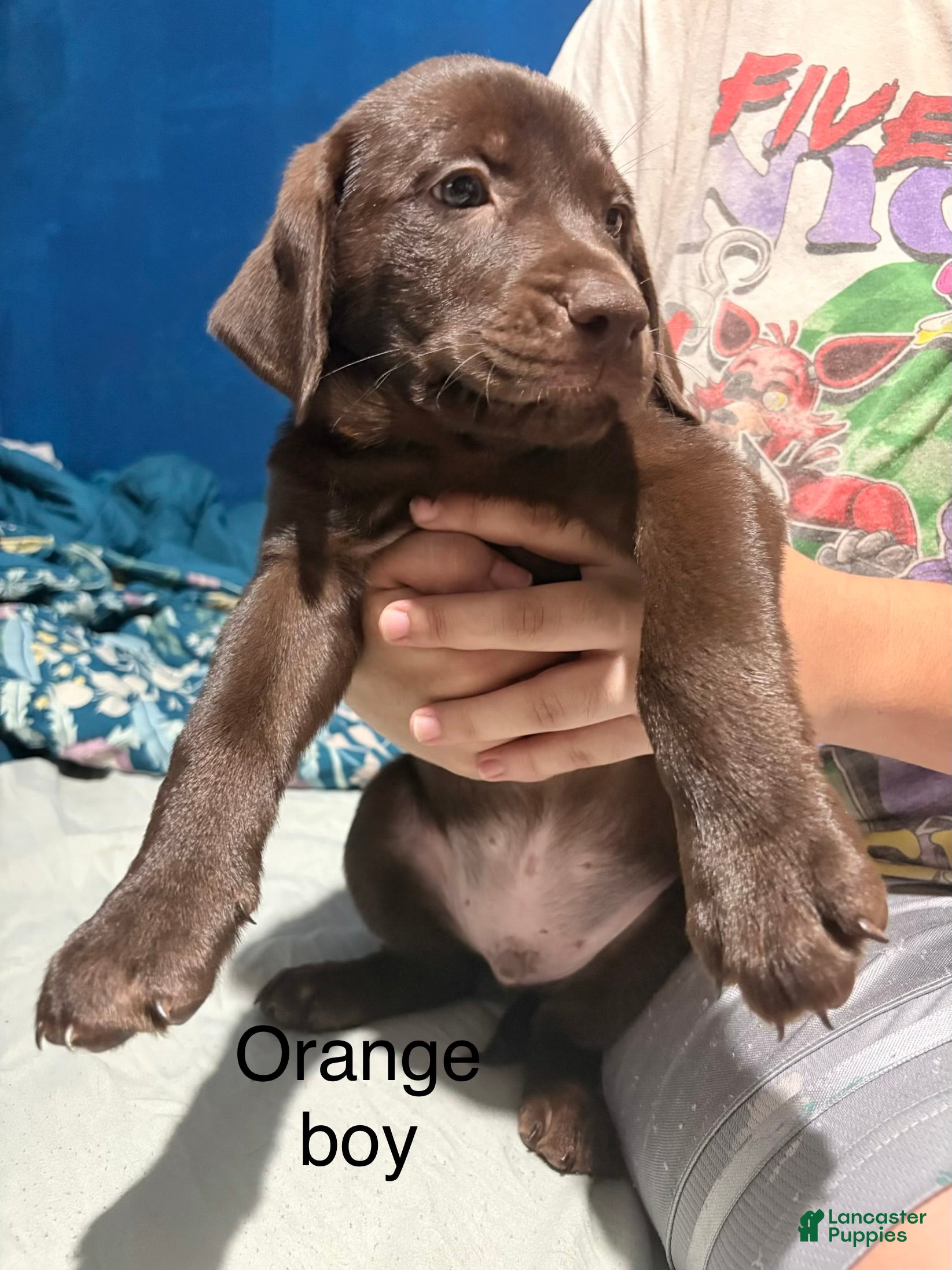 Labrador Retriever dogs Labrador Retriever 2 - Ad 19