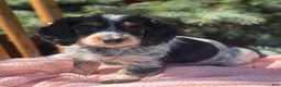 Miniature Dachshund dogs for sale: Hattie - Ad 11