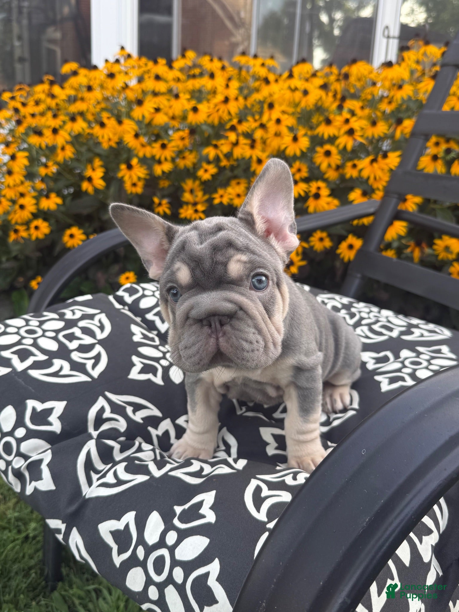 French Bulldog dogs French Bulldog 2 - Ad 1
