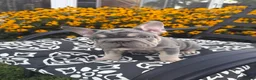 French Bulldog dogs for sale: French Bulldog 2 - Ad 1