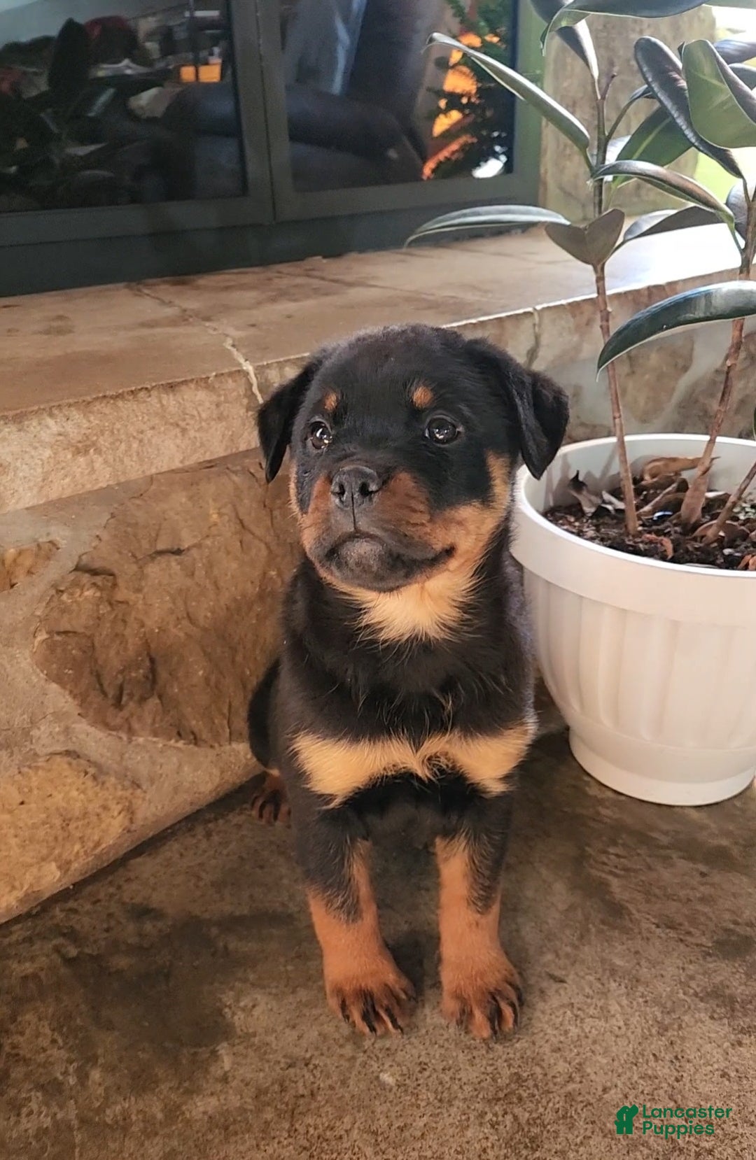 Rottweiler dogs for sale: Noel - Ad 1