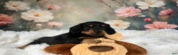 Miniature Dachshund dogs for sale: AKC-Murphy - Ad 8