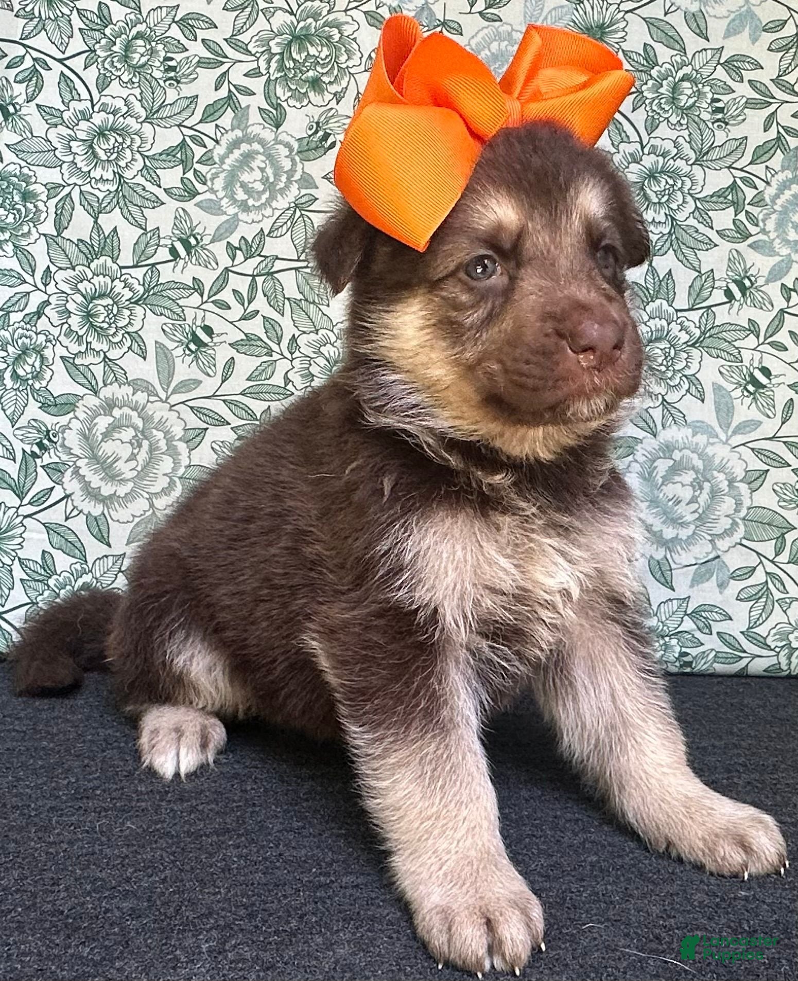German Shepherd dogs  Maple - Ad 1