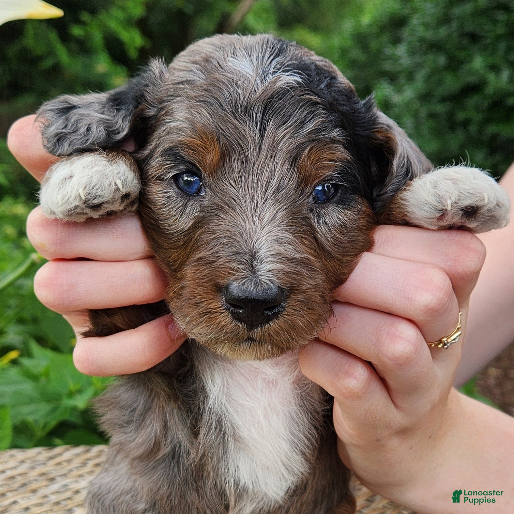 Mini Aussiedoodle dogs Diesel - Male - Blue Merle with Red points and White Accents - Ad 1