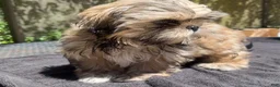 Shih Tzu dogs for sale: Jack - Ad 3