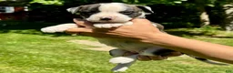 American Bulldog dogs for sale: Female 3 - Ad 1