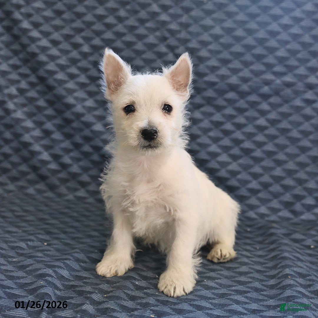West Highland Terrier dogs for sale: Harry - Ad 4