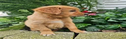 Golden Retriever dogs for sale: Jackie - Ad 6