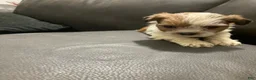 Mixed Breed dogs for sale: Unique - Ad 2