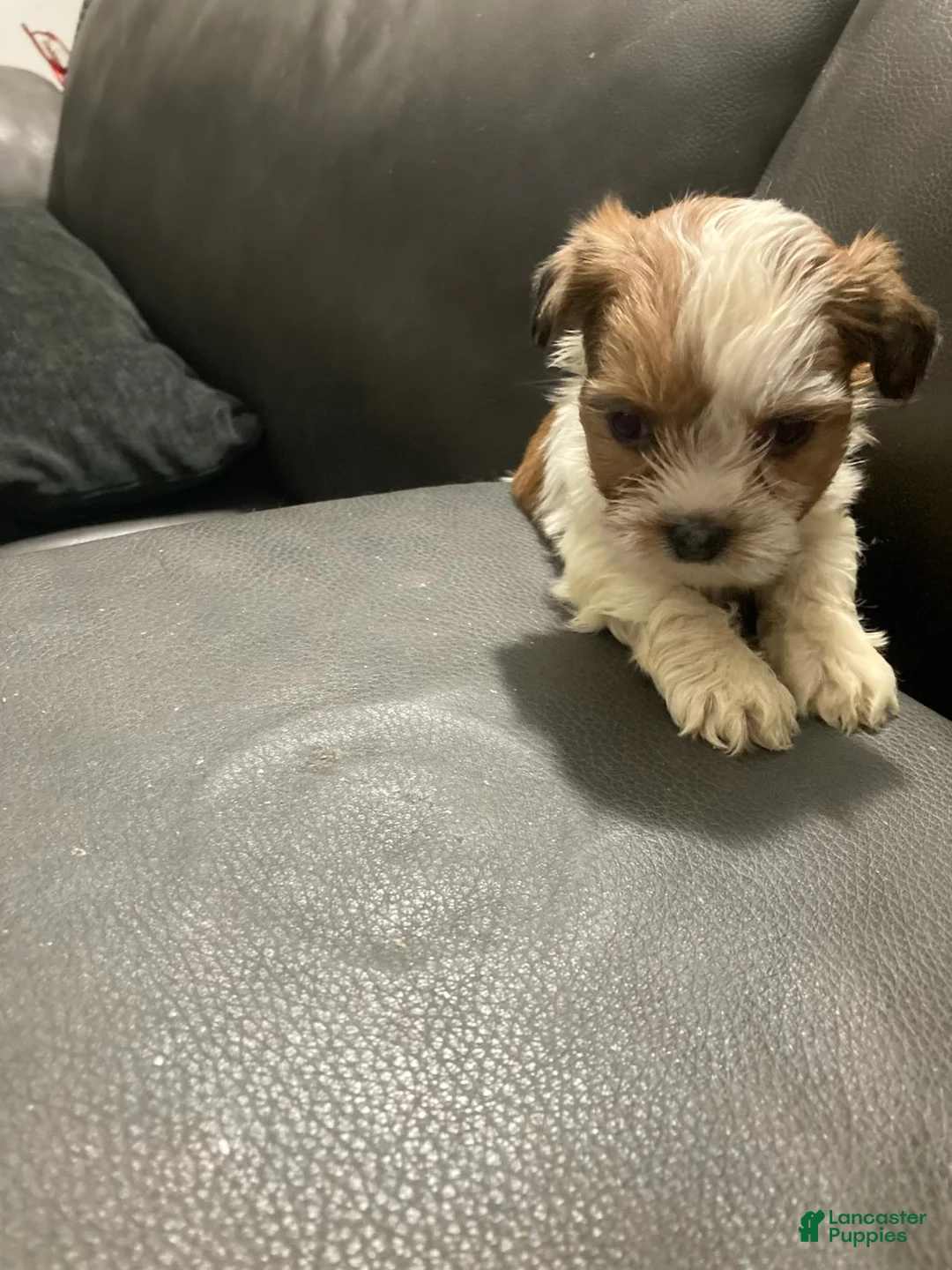 Mixed Breed dogs for sale: Unique - Ad 2
