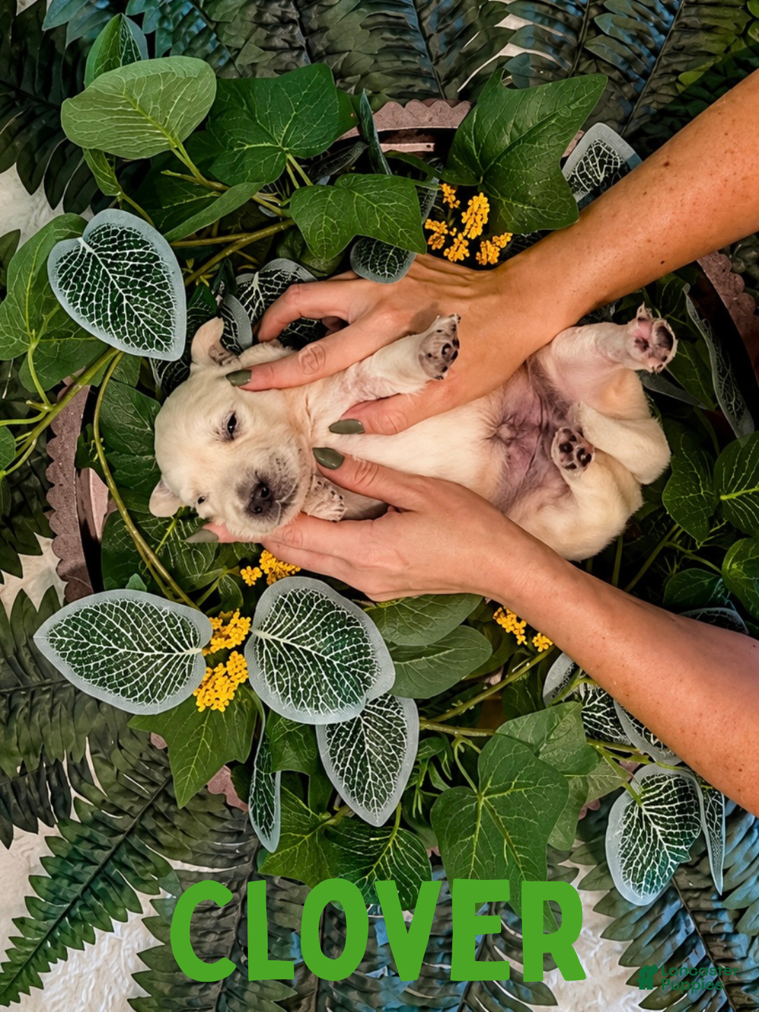 Golden Retriever dogs Clover - Ad 1