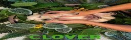 Golden Retriever dogs for sale: Clover - Ad 1
