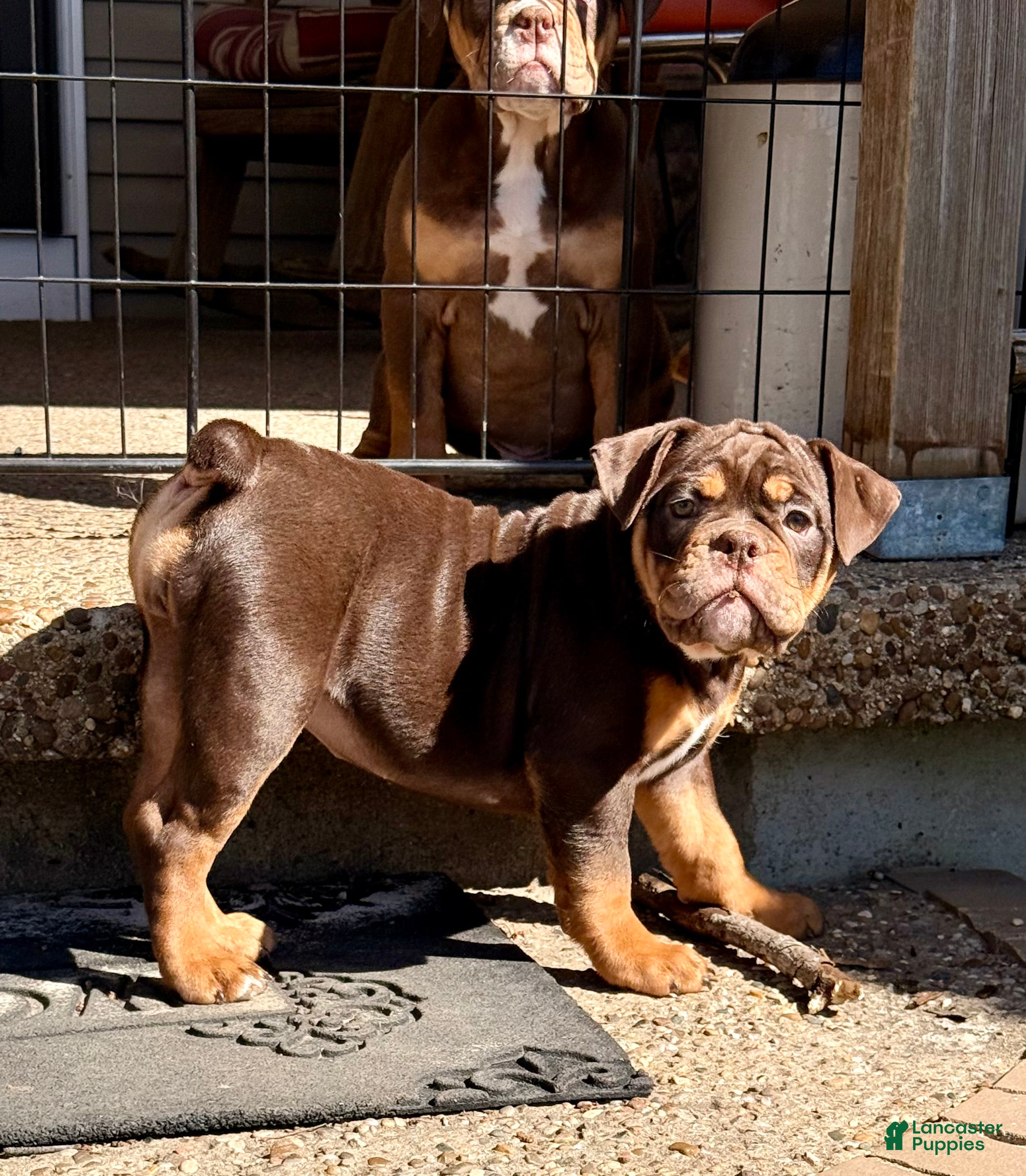 Olde English Bulldogge dogs Cookie  - Ad 23