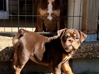 Olde English Bulldogge dogs Cookie - Ad 23