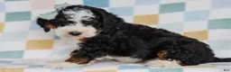 Mini Bernedoodle dogs for sale: Mell - Ad 2