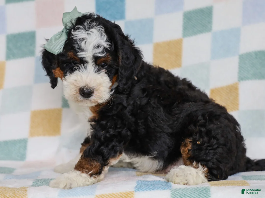 Mini Bernedoodle dogs for sale: Mell - Ad 2