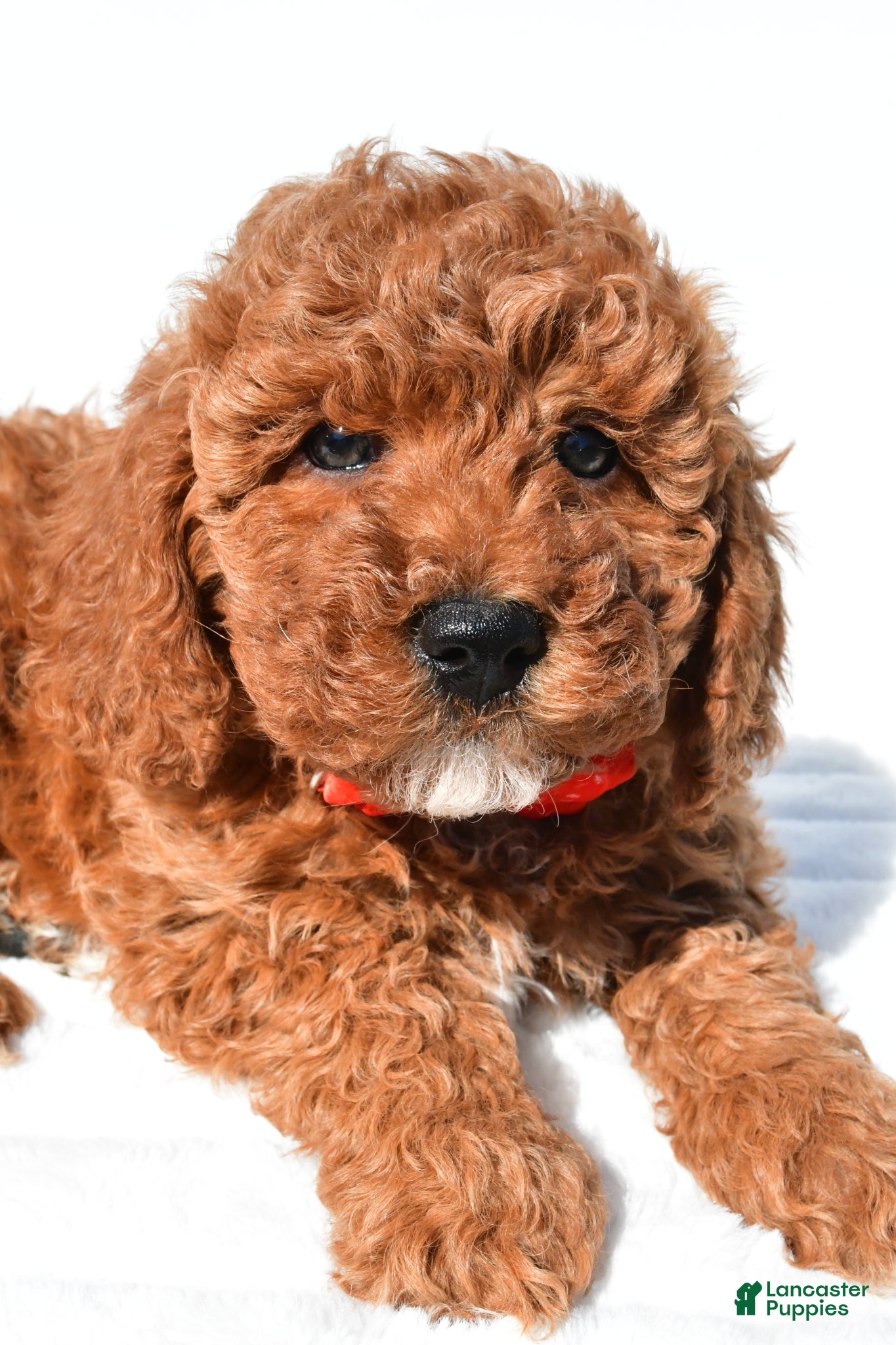 Miniature Poodle dogs for sale: Shawn - Ad 3