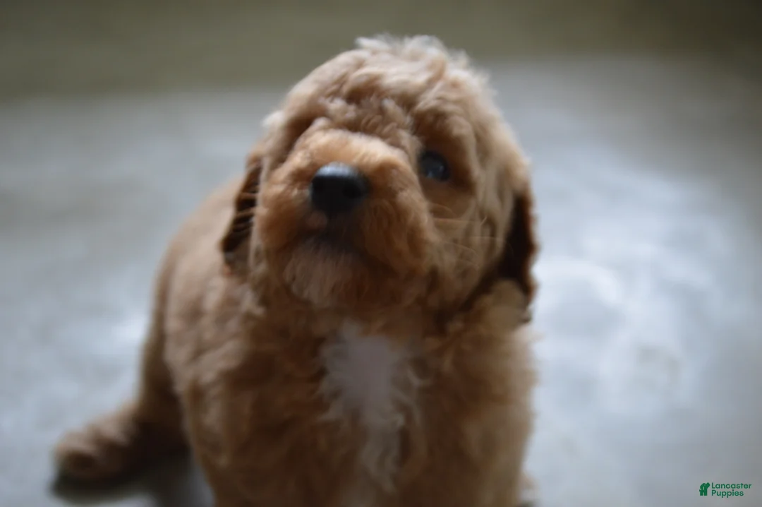 Mini Goldendoodle dogs for sale: Mimi - Ad 14