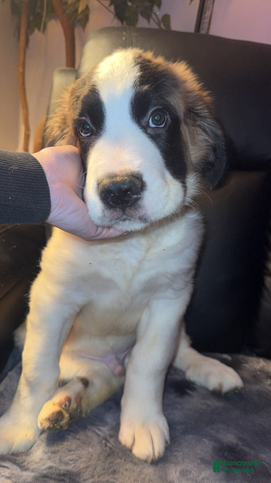 Saint Bernard dogs Luke  - Ad 24