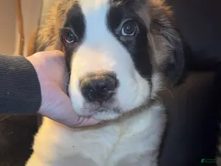 Saint Bernard dogs Luke - Ad 11