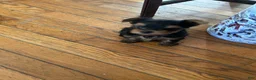 Yorkshire Terrier dogs for sale: Yorkshire Terrier Puppy 1 - Ad 4