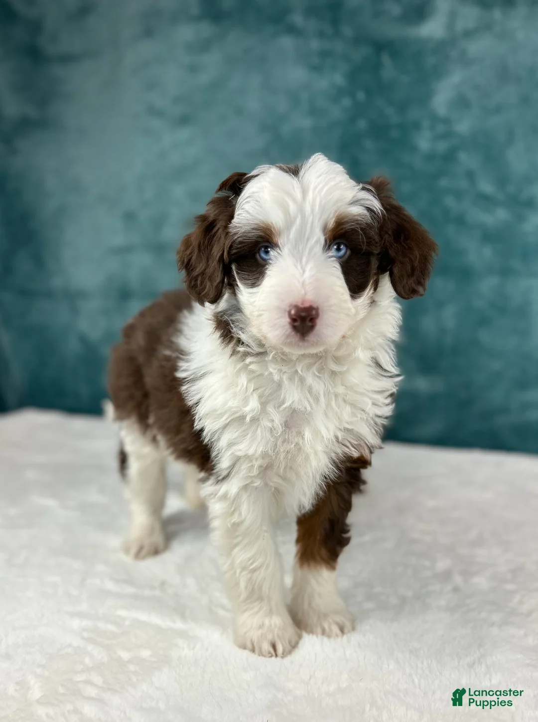 Aussiedoodle dogs for sale: Benji - Ad 2