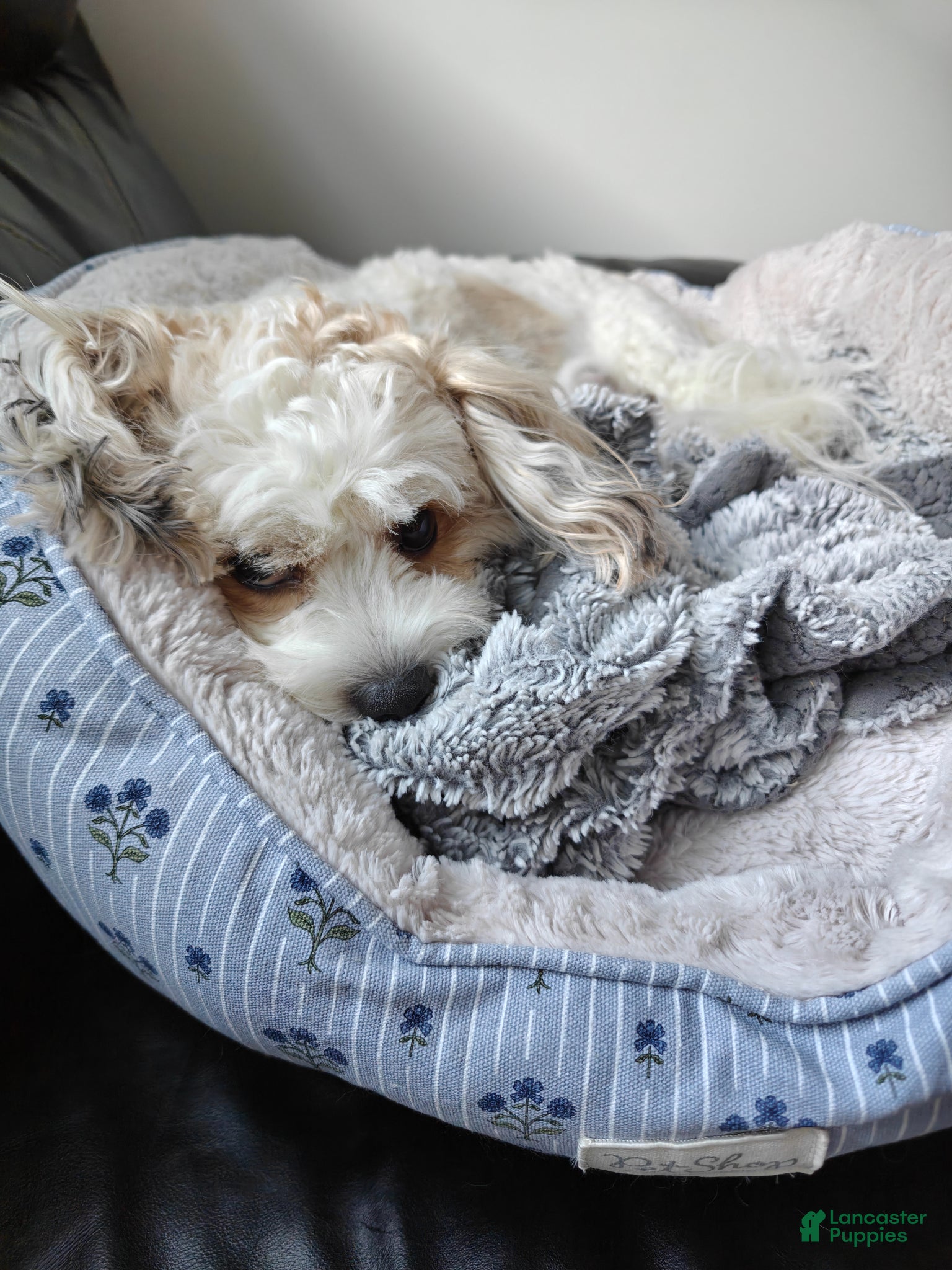 Mixed Breed dogs for sale: Coffee - Ad 5