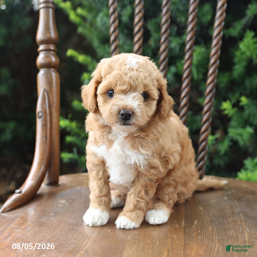 Maltipoo dogs Taffy - Ad 2