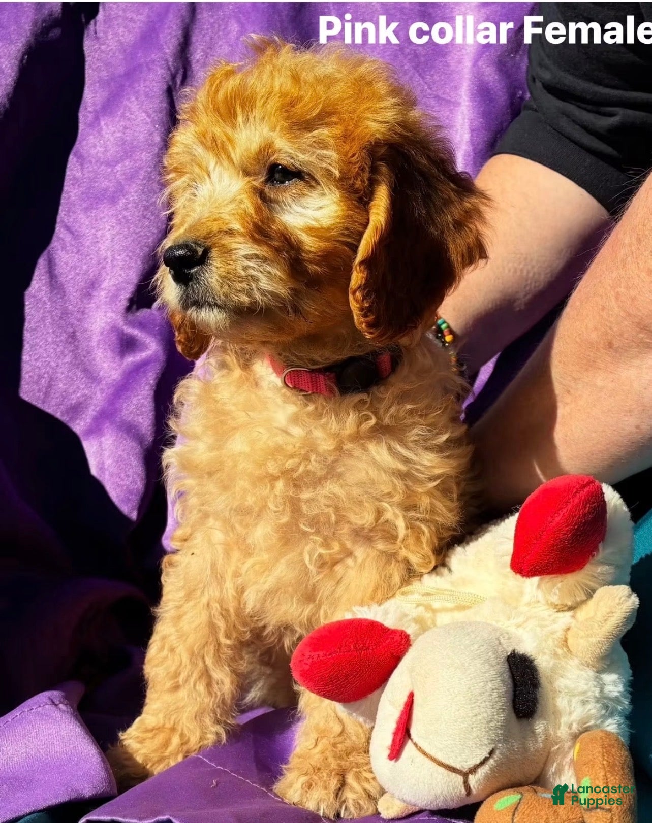 Goldendoodle dogs for sale: Goldendoodle 3 - Ad 3