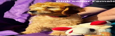 Goldendoodle 3