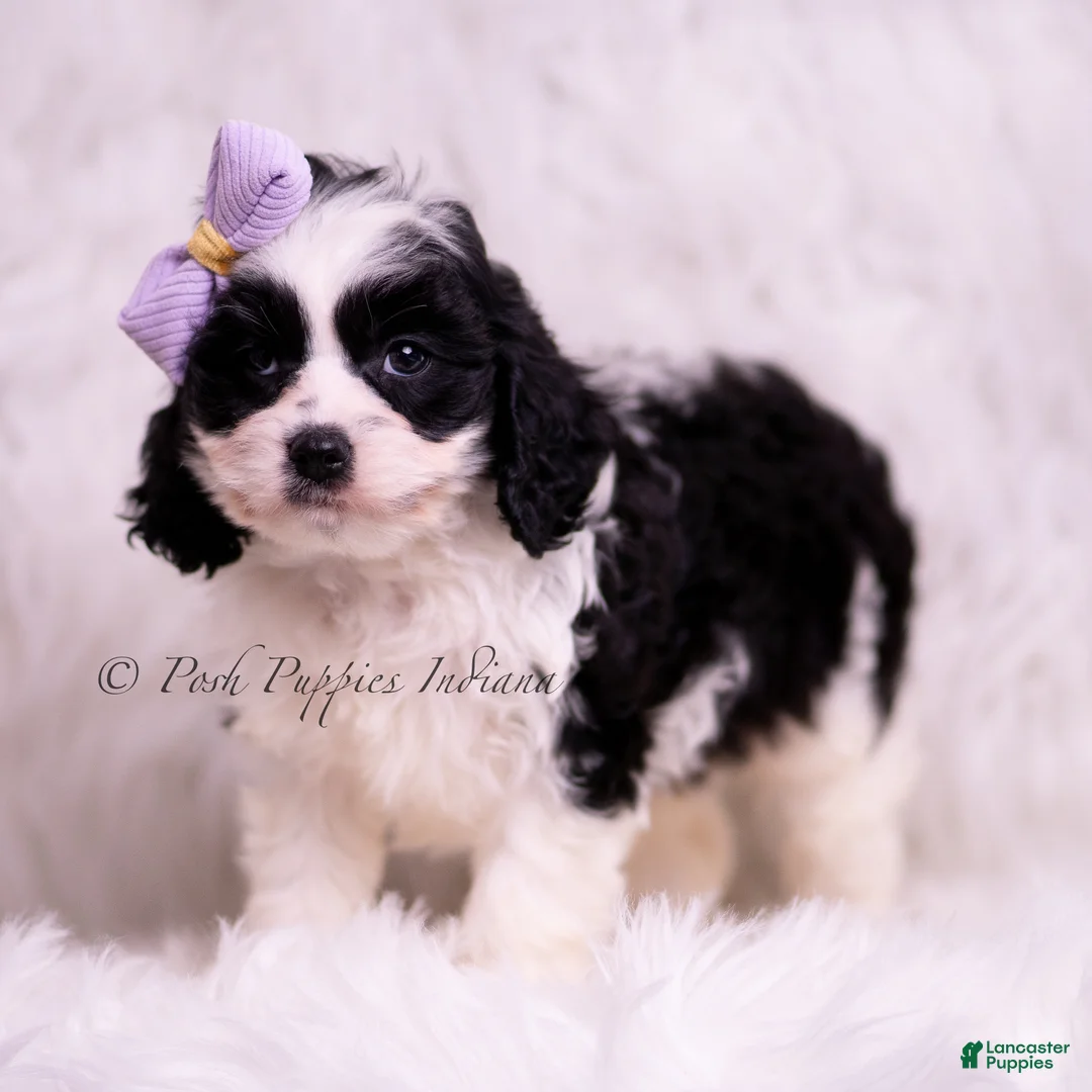 Cavapoo dogs for sale: Jillian - Ad 2