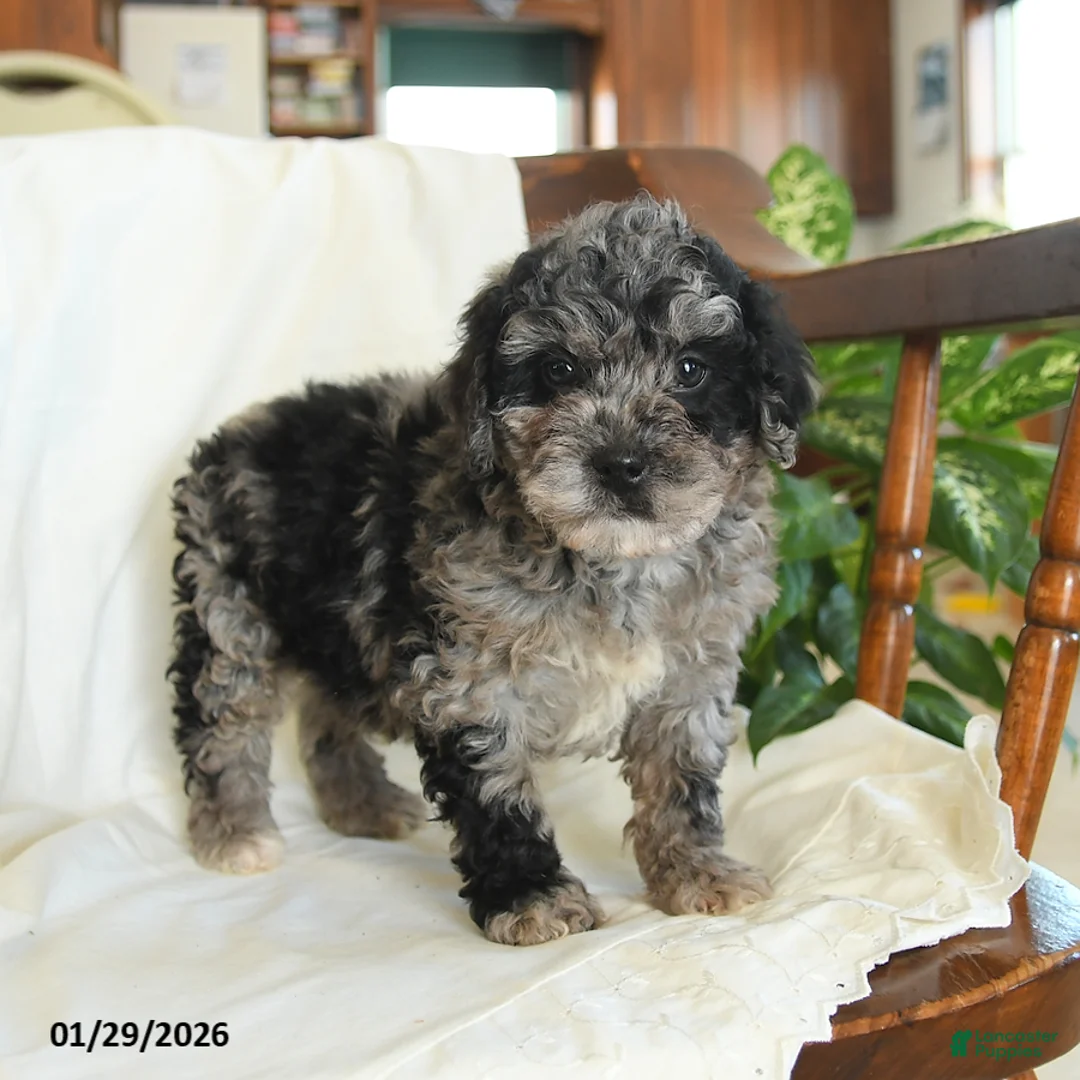 Miniature Poodle dogs for sale: Jersey - Ad 3