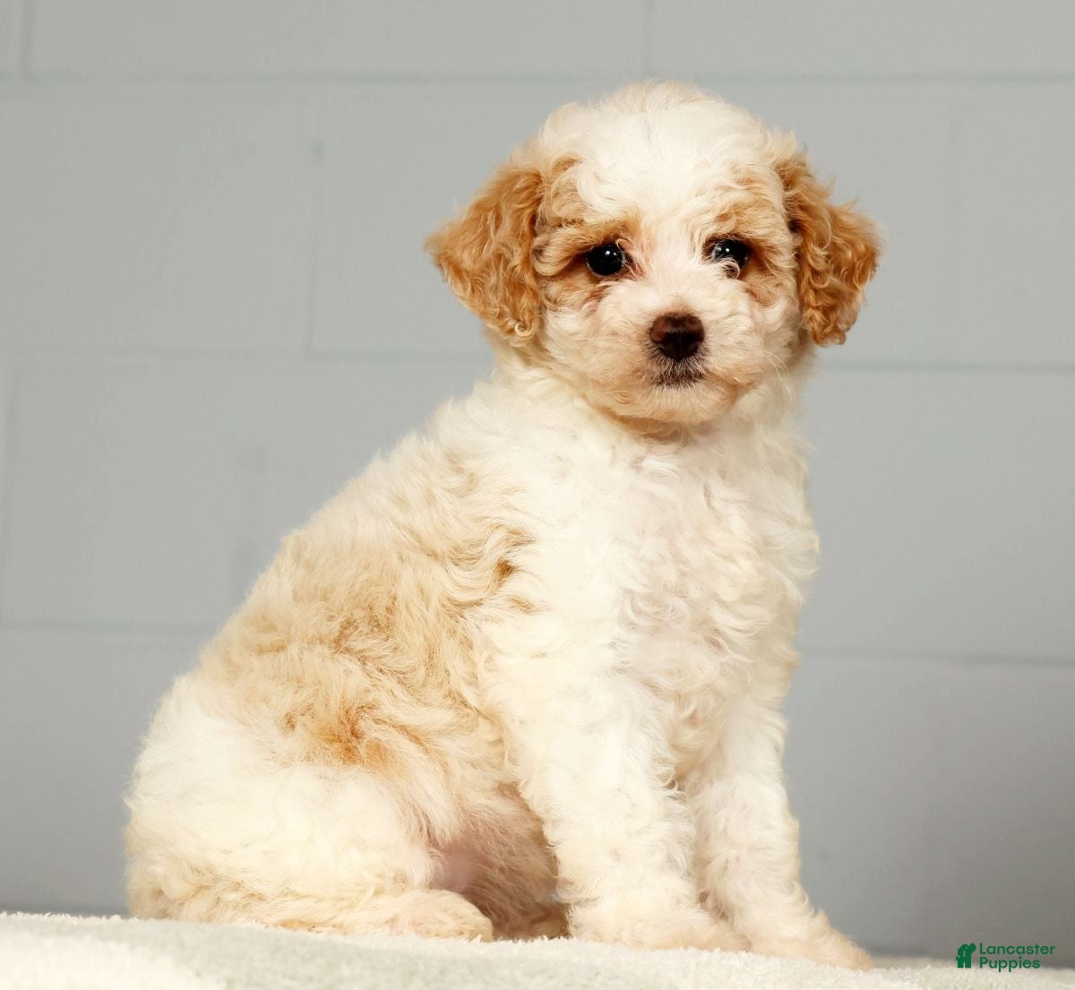Miniature Poodle dogs Petunia - Ad 2