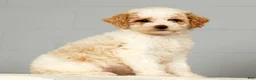 Miniature Poodle dogs for sale: Petunia - Ad 3