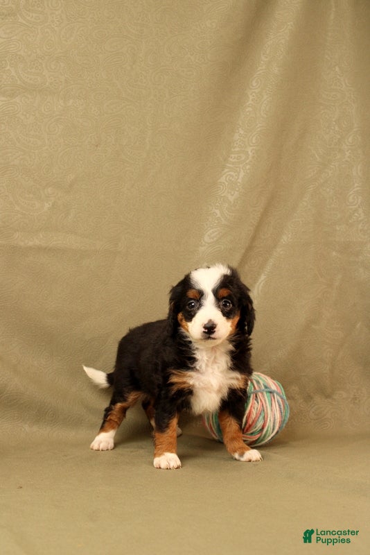 Mini Bernedoodle dogs for sale: Beatrice - Ad 3