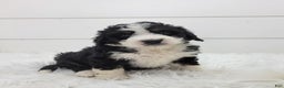 Bernedoodle dogs for sale: Chase - Ad 3